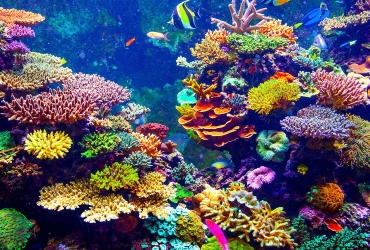 Arrecifes de Coral en Los Roques - Arrecife Diver's - Venezuela