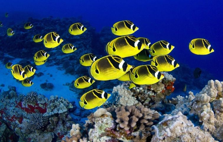 Los mejores cursos de buceo del Caribe - Descubre el Archipiélago Los Roques con Arrecife Diver's Los mejores cursos de buceo del Caribe - Descubre el Archipiélago Los Roques con Arrecife Diver's