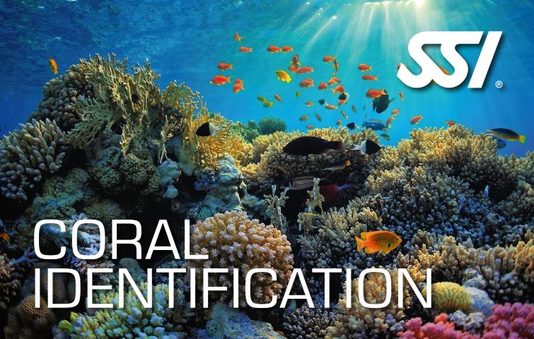 Curso de identificación de Corales en Los Roques, Venzuela - Centro de buceo