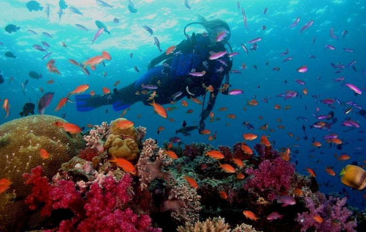 PADI Scuba Diver en Los Roques - Venezuela, cursos y clases de buceo