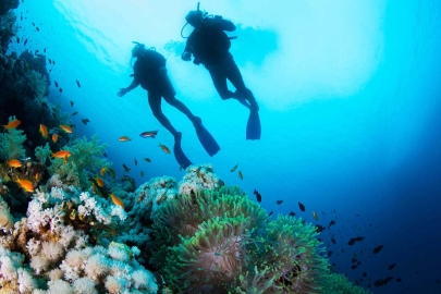 Descubre las experiencias de buceo más asombrosas y emocionantes en Los Roques, con Arrecife Diver's