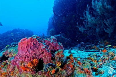 Descubre las mejores lecciones de buceo en Los Roques, Venezuela
