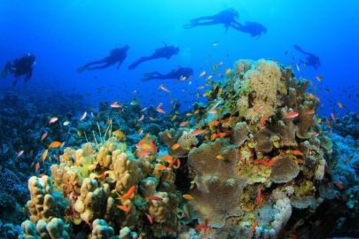 Bucea de noche, explorar veleros hundidos, bucea profundo, desde embarcaciones y mucho más, aquí en Los Roques