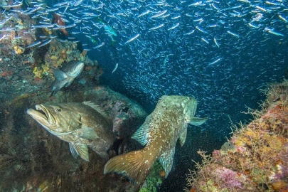 Nuestro centro de buceo en Venezuela está avalado por la Scuba Schools International
