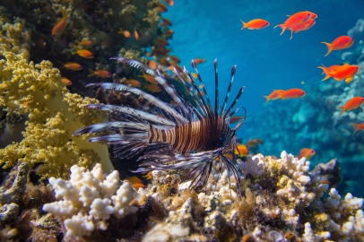 Arrecife Diver's te ofrece todos los cursos y programas de buceo de PADI en Venezuela