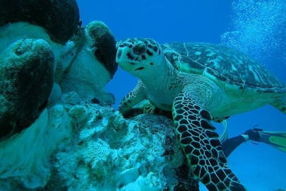 Explora el maravilloso mundo subacuático y descubre la ecología marina de Los Roques, Venezuela
