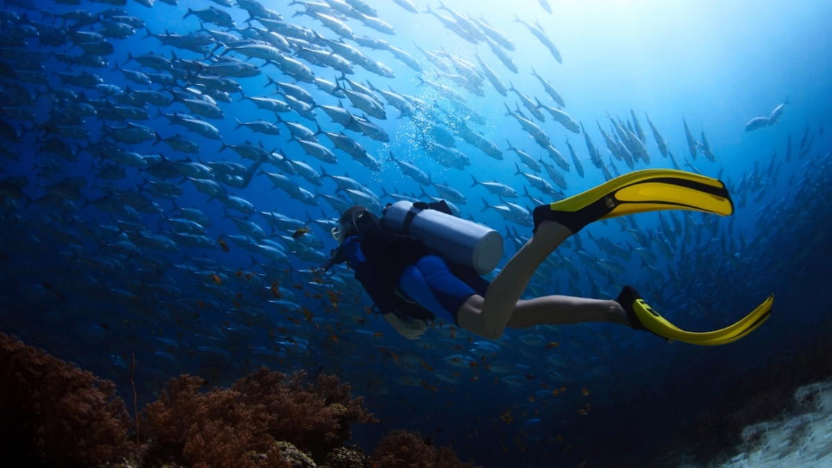 Certificaciones de Buceo en Los Roques - Arrecife Diver's - Instructores de Buceo