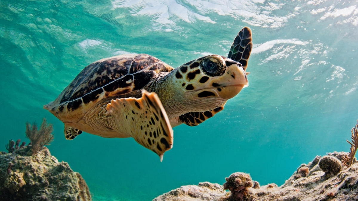 Cursos de Buceo en Los Roques - Programas de buceo en Venezuela - Arrecife Diver's